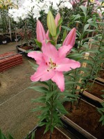 [5376 Lexus VZ No02.JPG]